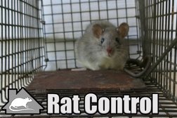 Denver Rat Control Photo