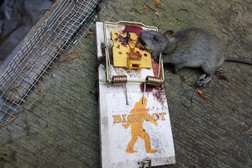 Rat Control of Detroit Photo