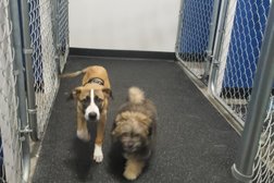 Tails of the City - Doggy Daycare and Boarding in Seattle