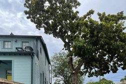 Elevated Tree Care in New Orleans