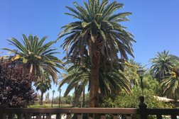 Las Vegas Palm Tree Pros Photo