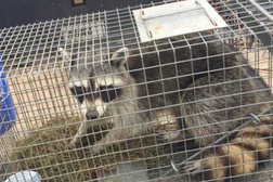 Pest Animal Removal Miami-Dade County in Miami