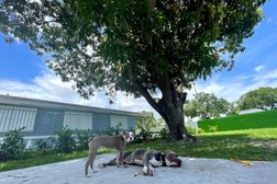 Yolis Dog House in Miami