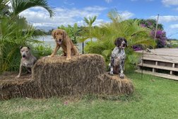 Island Dog Obedience in Honolulu