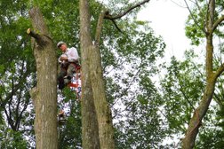 Affordable Tree Care Service Photo