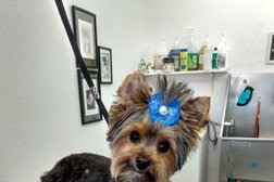 Golden Paws Grooming Photo