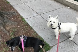 Joe T Dog Walking or Pet Sitting in Washington