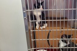 Humane Animal Rescue Pittsburgh Photo