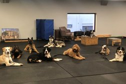 California K9 Solutions (Cali K9) Dog Training Photo