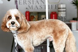 The Persian Mastiff - Pet Artistry & Boutique Photo