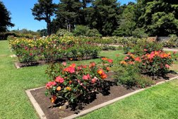 Rose Garden in San Francisco