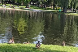 Make Way for Ducklings in Boston