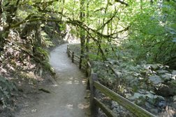 Birch Trail in Portland