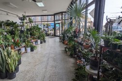 Sunnyside Plants in Chicago
