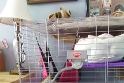 Ferret Dreams Rescue & Adoption Photo