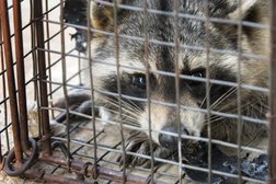 Wildlife Removal Services in San Diego