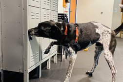 Zoom Room Dog Training Photo