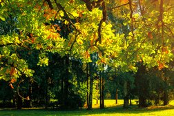 Complete Tree Care in Indianapolis