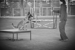Veterinary Behavior Consultants Photo