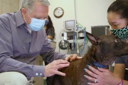 Animal Dermatology Clinic in Louisville