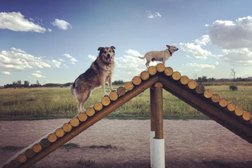 Way Cool Canines Photo