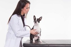 City Pets Animal Care in Nashville